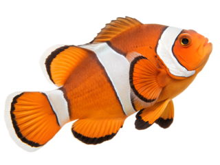 tropical fish isolated on transparent background