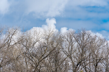 Dark tree branches in blue sky background and white clouds. Natural wallpaper and texture. Sadness and charm concept in early spring. Branch are bare without leaves.