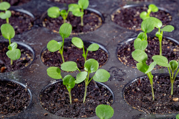 A picture of small plants in black plastic containers. These plants are ready for purchase and planting in the garden. These sprouts can grow into cabbages or pumpkins.
