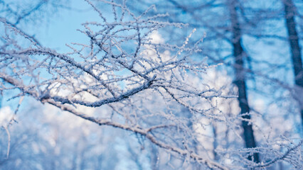 Winter rime