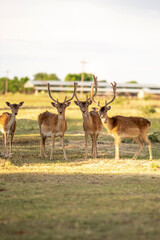 Fellow Deer in South Africa