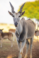 Eland in South Africa with a African Sunset