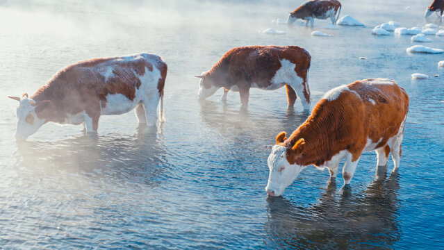 The cows in the river in winter