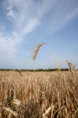 several of  tallest stalks of rye stand in foreground of  vast field of ripe  golden rye. sunlit field stretches out awaiting agricultural machines for harvesting. Rye seeds processed  into bread.