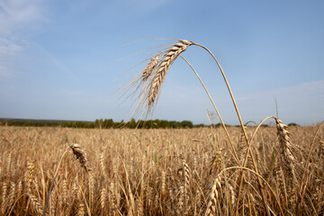 several of  tallest stalks of rye stand in foreground of  vast field of ripe  golden rye. sunlit field stretches out awaiting agricultural machines for harvesting. Rye seeds processed  into bread.