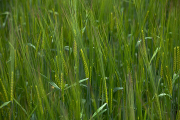 Close up of spikelet rye in  vast spring field of green rye sways in the wind, with some stalks blurred. Farmers eagerly await a rich rye harvest in autumn.