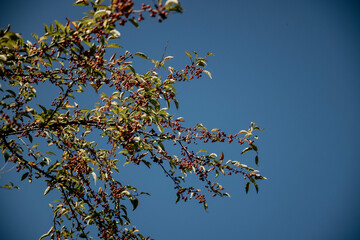 Crab Apple Tree over Blue Skil