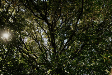 Oak Tree Branches from Below