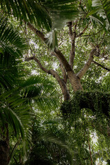 Fototapeta premium Florida Tree Branches 