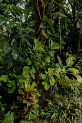 Florida Tropical Greenery Leaves