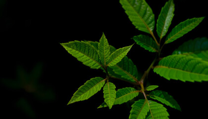 Fototapeta na wymiar Green leaves Plant isolated. with white shades