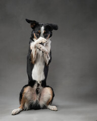 A black and white border collie stands on its hind legs, lifting its paws in an expressive pose....