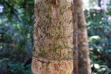 Close-up of tree trunk covered in spiky thorns in the dense, lush Amazon rainforest of Peru, showcasing the intricate details and textures of the bark and thorns