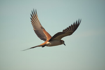 Fototapeta premium Bird flies in the sky