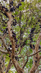 Jabuticaba brasileira, Explosão de Sabores Brasileiros - A Rainhas Jabuticabeira