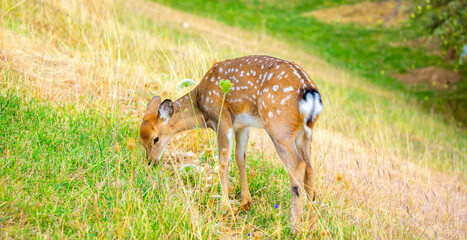 Beautiful sika deer in the autumn forest against the background of colorful foliage of trees. The deer looks to the sides and chews the grass. Fabulous forest autumn landscape with wild animals.
