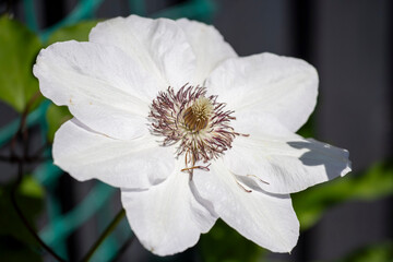 Obraz premium white flower