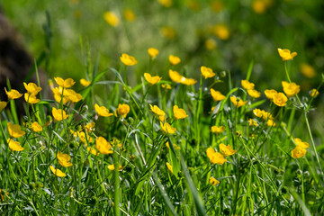 yellow flowers in the grass
