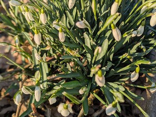 green olives on tree