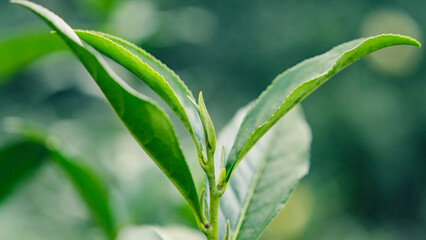 Mount Huangshan Maofeng Tea, China