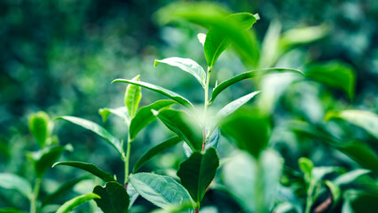 Mount Huangshan Maofeng Tea, China