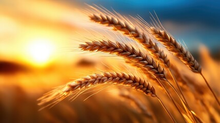 Golden wheat field dances in the breeze under a warm orange sunset glow