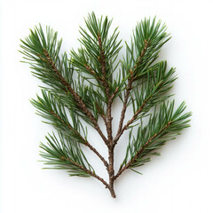 Fototapeta premium Pine Needles Isolated
