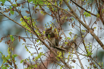Eastern Grey Squirrel eating berries in a tree.