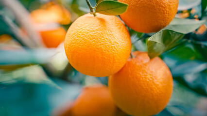 Chinese Orange Planting and Picking