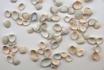 Muszle z bałtyku © Stefan