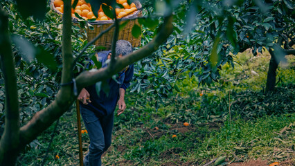 Obraz premium Chinese Orange Planting and Picking