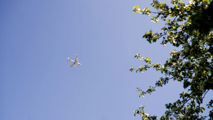 White airplane flying in blue sky over blooming tree branches