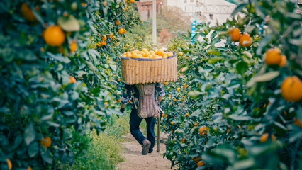 Chinese Orange Planting and Picking
