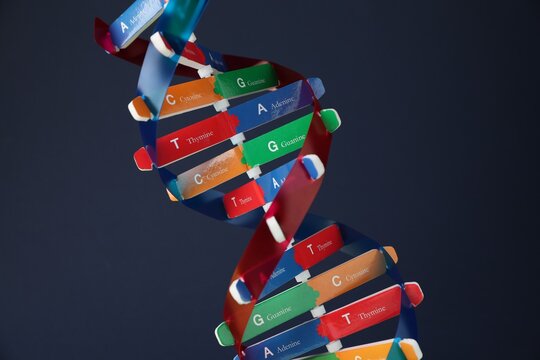 DNA structure model on dark background, closeup
