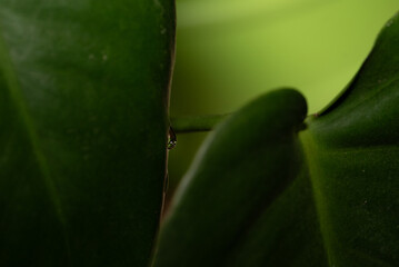 Water droplet on the tip of a green monstera deliciosa plant.