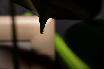 Water droplet on the tip of a green monstera deliciosa plant.