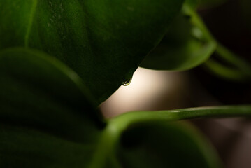 Water droplet on the tip of a green monstera deliciosa plant.