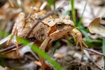 frog on the grass