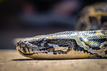 close up of a python