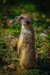 meerkat on the ground