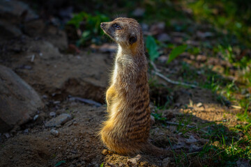 meerkat on a rock