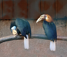 2 oiseaux Calao papou