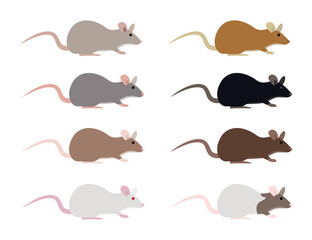 Eight Rats of Different Colors on White Background