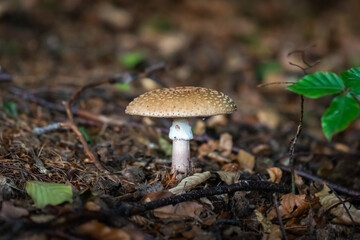 mushrooms in the forest