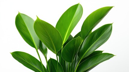 Fototapeta premium Closeup of Lush Green Plant with Speckled Leaves Against White Background