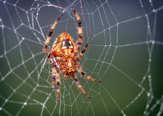 Spotted Orbweaver spinning its web at Brazos Bend State Park in Texas