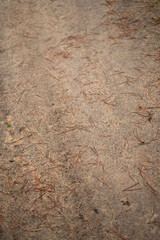 Nature's Organic Carpet of Fallen Pine Needles in a Dirt Pathway Setting in a Tranquil Forest Environment Captures the Essence of Autumn's Natural Transformations