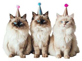 PNG Three Ragdoll cat cats hats photography.