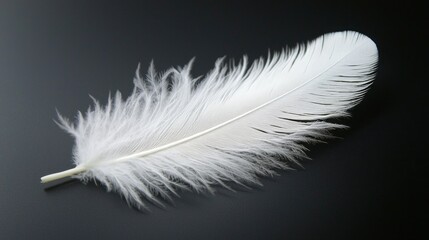 Obraz premium A refined white feather lays softly on a contrasting black background, highlighting its intricate structure and the serene beauty of nature's design, evoking a sense of calm and grace