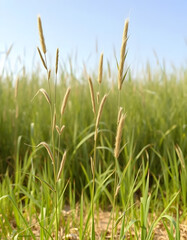 Obraz premium Set of frontal Prairie dropseed Sporobolus heterolepis and Calamagrostis acutiflora (Karl Foerster) grass isolated png on a transparent background perfectly cutout high resolution, photo. with white